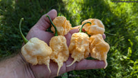 Peach Miasma - Pepper Seeds - White Hot Peppers